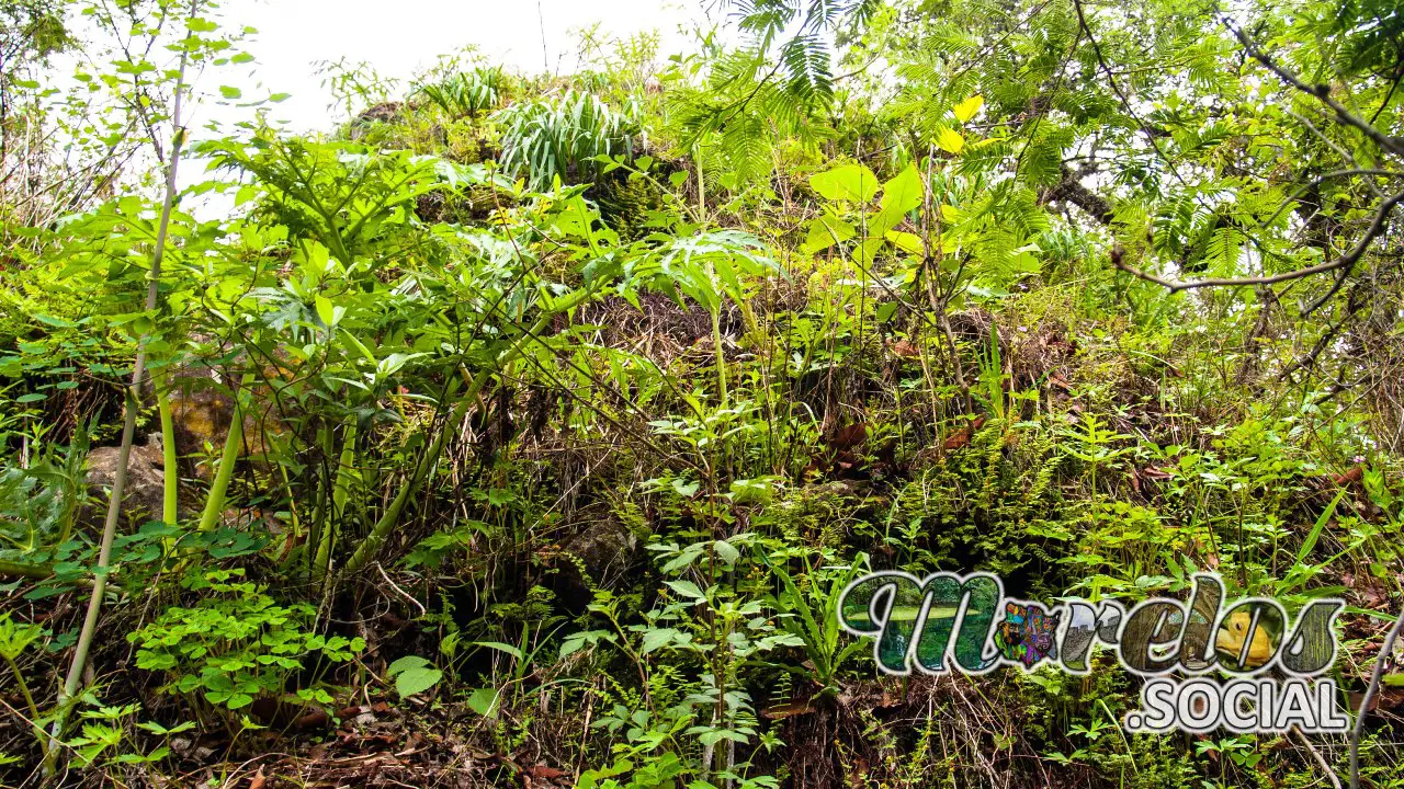 Vegetación que crece sobre las paredes de las mecetas del cerro de la luz de Tepoztlán, Morelos